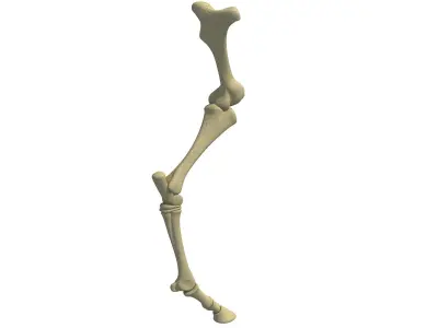 Detailed Bones of Animal Femur 3D model