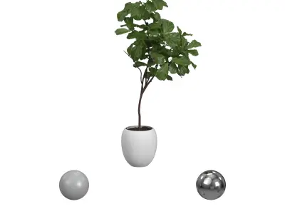 Ficus White Pot 3D model