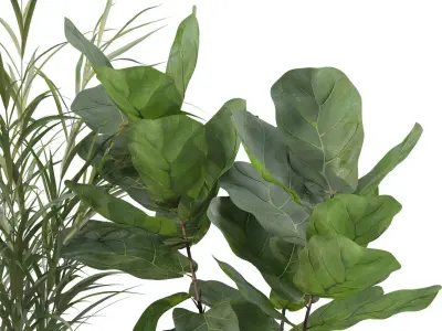 Plants collection 201 - strelitzia cactus palm ficus alocasia 3D model