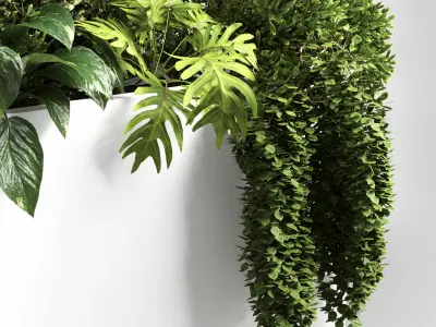 Indoor plant 29 in white bax pot Low-poly 3D model