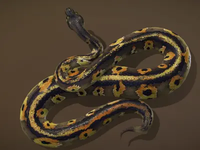 Blackhead Ball Python 3D model