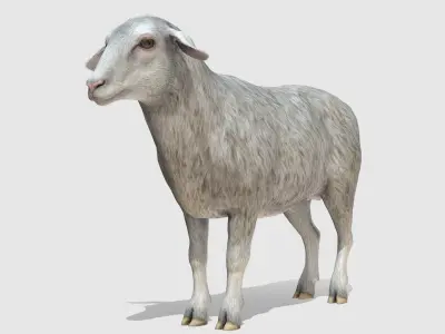 Sheep Low-poly 3D model