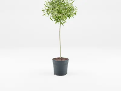 Collection-7 of House Plant 3D Models - 6 Models