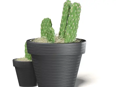 Cactuses in Black Pots 3D Model 3D model
