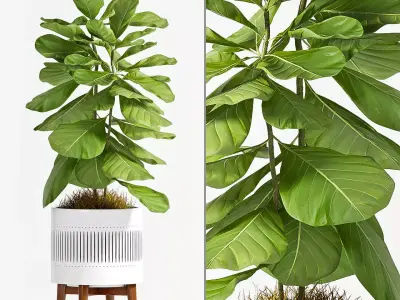 Decorative plant set-50 3D model