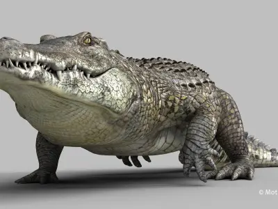 Crocodile PRO 3D model