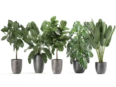 Plants in a black pot for the interior 1053 3D model