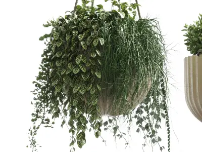 Plants hanging with flowers pots  indoor plant 273 3D model