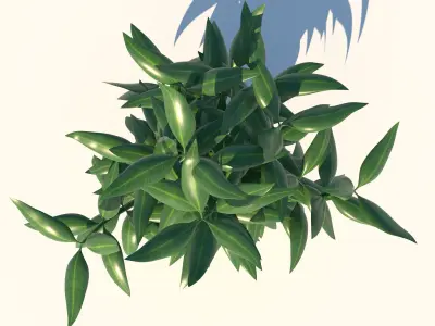 Dracaena bamboo plant in pot 3D model