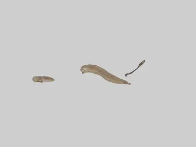 Rattlesnake Tail Low-poly 3D model
