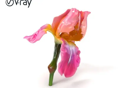 Pink Iris Flower Sculpture model pack Low-poly 3D model