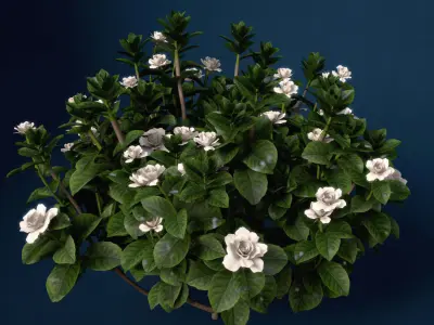 XfrogPlants Gardenia 3D model