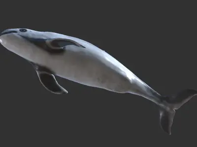 Harbour porpoise Low-poly 3D model