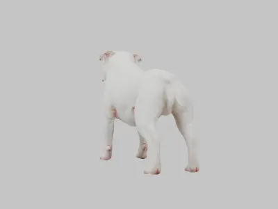 American Bulldog 3D Model - Realistic Dog Animal Low-poly 3D model