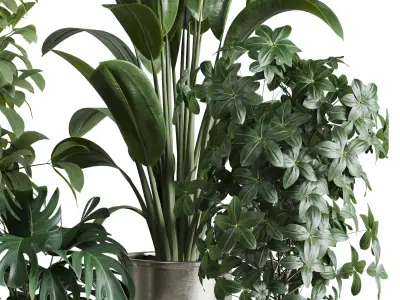 indoor plant set 348 plant ficus rubbery monstera palm Low-poly 3D model