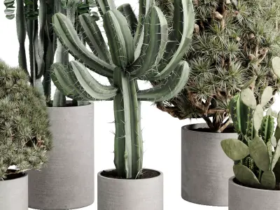 Topiary Ball Bush and cuctus in a concrete Outdoor Plants 245 3D model