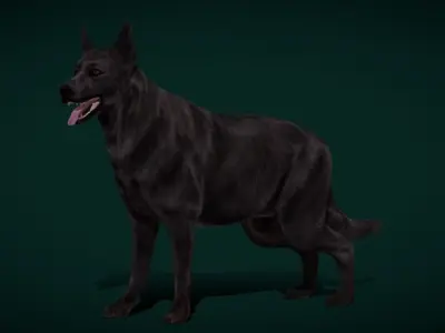 Black German Shepherd Dog Breed 3D model
