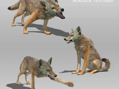 Coyote Animated Low-poly 3D model