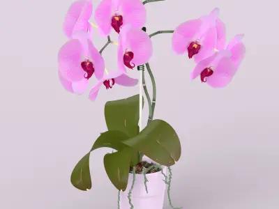 Orchid in Pot 3D model purchase