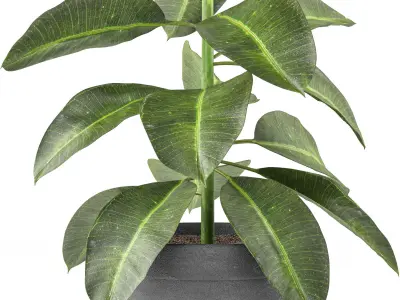 indoor and outdoor plant set   3D model