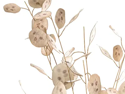 Bouquet of dried flowers  Lunaria in a glass vase 129 3D model