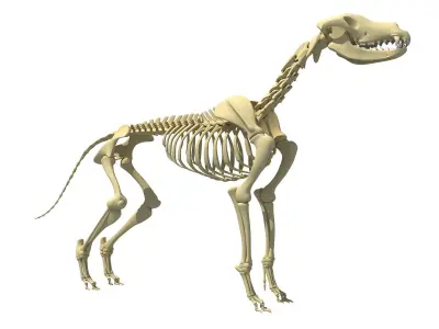Realistic Dog Skeleton 3D model