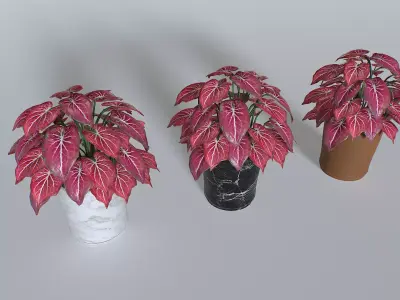 Pot Tropical Plant Pack 4 Low-poly 3D model