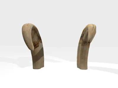 African wild boar tusks photoscan 3D model