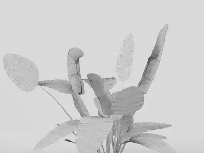 Calathea ornata 3D model