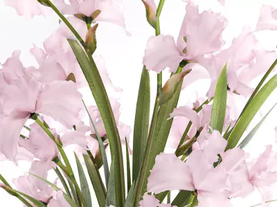 Beautiful realistic bouquet pink flowers Iris vase decor 3D model