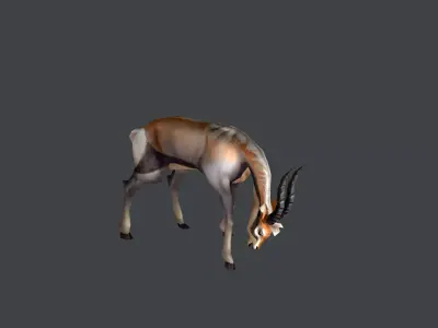 Animated Gazelle Antelope Springbok Low-poly 3D model