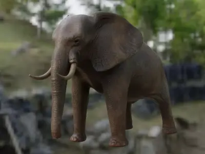 African Elephant 3D model