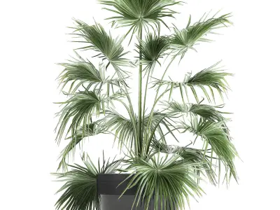 Decorative palm in a flowerpot 712 3D model