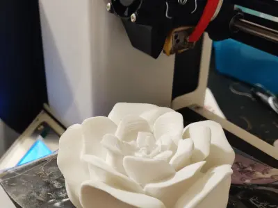 Christmas Rose 3D print model