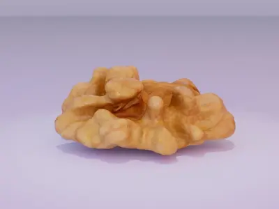 Walnut half kernel high-poly 3D model