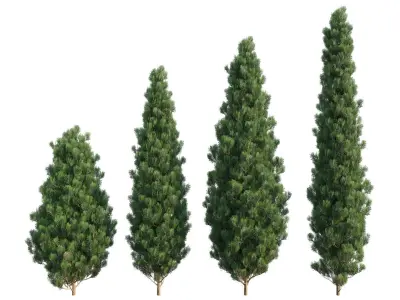 Platycladus orientalis - Biota orientalis - Thuja orientalis 3D model