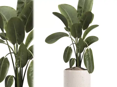 indoor plant 048 3D model