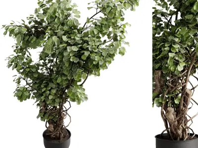 Tree plant in a concrete pot - indoor plant 684 3D model