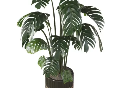 Swiss Cheese Plant In Pot 3D model