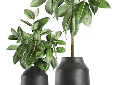 Ficus tree in a pot for the interior 857 3D model