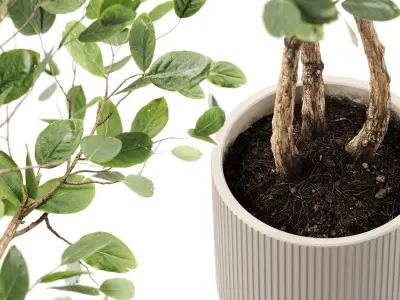 Houseplants  3D model