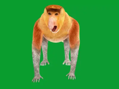 Proboscis Long Nosed Monkey Male Low-poly 3D model