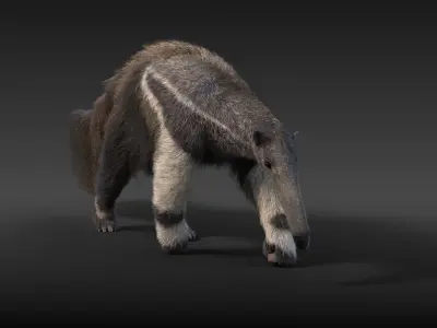 Giant Anteater Animated 3D model