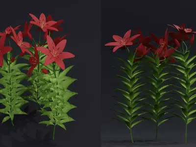 Lilium Lily Plant Low-poly 3D model