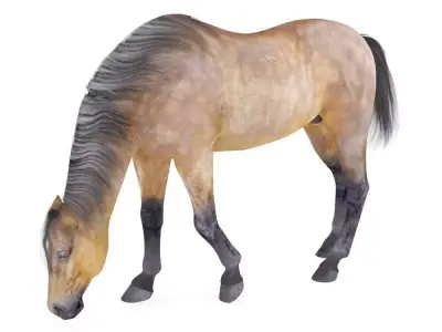 Horse Collection 02 3D model