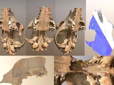 3D scanned photorealistic Broken Skull Low-poly 3D model