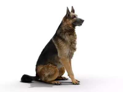 Shepherd German Low-poly 3D model