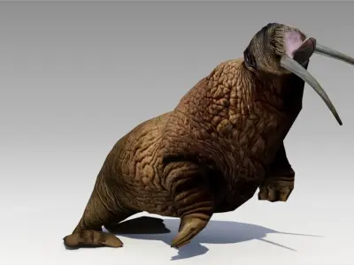Walrus Animated 3D model