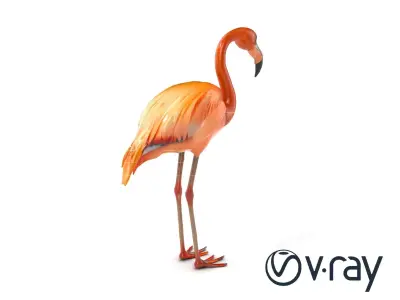 Flamingo Bird Natural Pink model pack Low-poly 3D model