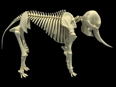 Skeleton of an African Elephant  3D model